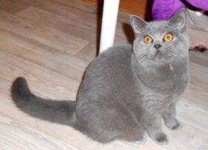 Topaze - femelle british shorthair bleue née le 20/05/22- DISPONIBLE