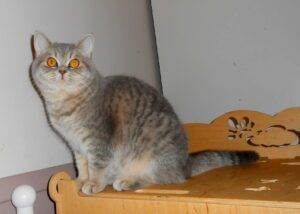Tigresse - femelle british shorthair bleu silver tabby née le 20/05/22- DISPONIBLE