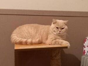 Tournesol - mâle british shorthair crème smoke né le 03/06/22 - RESERVE