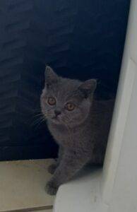 TURQUOISE - femelle british shorthair bleue née le 12/09/22 - DISPONIBLE