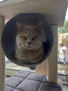 Thorgal - mâle british shorthair lilas né le 31/05/22 – EN OPTION