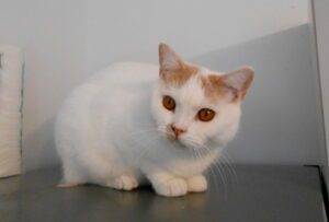 Tarkan- 600€ - mâle british shorthair crème et blanc van né le 15/02/22 - DISPONIBLE