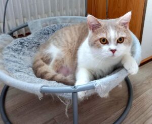 Tarzan - mâle british shorthair lilas tabby et blanc né le 03/06/22– DISPONIBLE