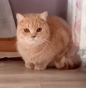Toulouse - mâle british shorthair crème tabby né le 09/06/22- RESERVE