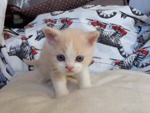 Umberto, mâle British shorthair crème smoke et blanc - RESERVE