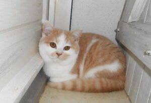 Tulum- 500€ - mâle british shorthair crème et blanc né le 12/09/22 - Stérilisé - DISPONIBLE