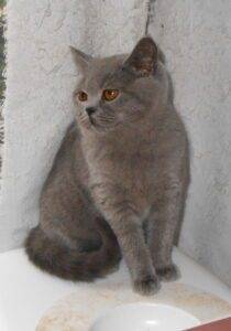 Turquoise - femelle british shorthair bleue née le 12/09/22- DISPONIBLE