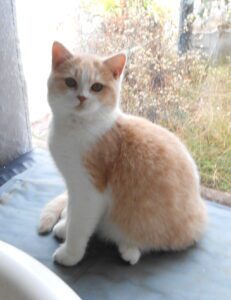Tentation - 700€ - femelle british shorthair crème smoke et blanc née le 18/10/22- DISPONIBLE