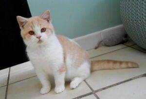 Titan - mâle british shorthair crème smoke et blanc né le 18/10/22- DISPONIBLE