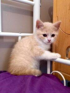Union Jack, mâle British shorthair crème tabby et blanc - DISPONIBLE