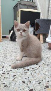 USUHAYA, mâle British shorthair lilas et blanc - DISPONIBLE