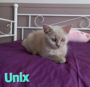 Unix - mâle british shorthair fawn smoke - en OPTION