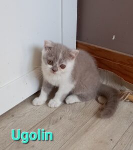 Ugolin - mâle british shorthair lilas et blanc - DISPONIBLE