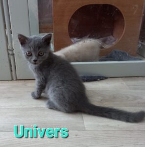 Univers - mâle british shorthair bleu - DISPONIBLE