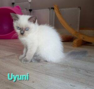 Uyuni - femelle british shorthair bleu tortie point - DISPONIBLE
