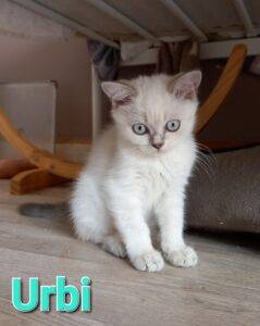 Urbi - mâle british shorthair blue silver tabby point - DISPONIBLE