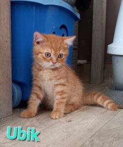 Ubik - mâle british shorthair red gollden tabby - DISPONIBLE