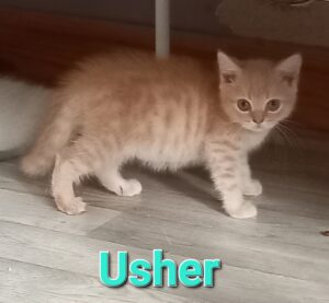 Usher - mâle british shorthair crème tabby - DISPONIBLE