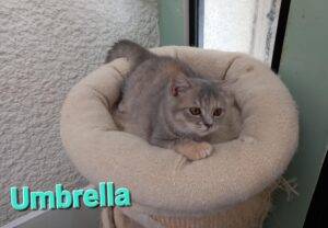 Umbrella - femelle british shorthair bleu tortie silver tabby - DISPONIBLE