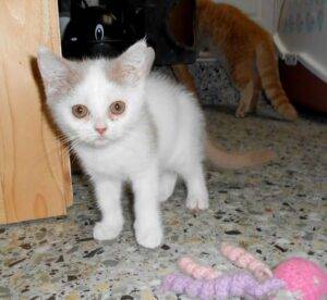 UNICORN, femelle British shorthair fawn et blanc arlequin - DISPONIBLE