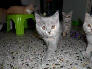 UTOPIA, femelle British shorthair bleue tortie - DISPONIBLE
