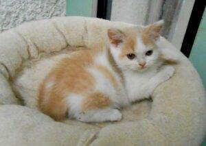 UTINE, femelle British shorthair fawn tortie et blanc arlequin - DISPONIBLE