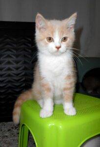 UNGARO, mâle British shorthair crème et blanc - DISPONIBLE