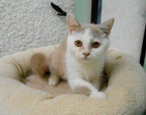 ULTRON, mâle British shorthair fawn et blanc - DISPONIBLE