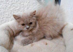 URANUS, mâle British longhair lilas - DISPONIBLE