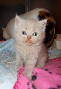 mâle british shorthair lilas - DISPONIBLE