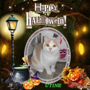 UTINE, femelle British shorthair fawn tortie et blanc arlequin - DISPONIBLE