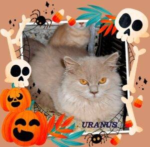 URANUS, mâle British longhair lilas - DISPONIBLE