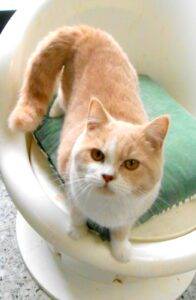 UNGARO, mâle British shorthair crème et blanc - DISPONIBLE