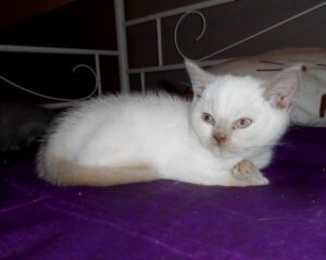 Ursuline - femelle british shorthair fawn point - DISPONIBLE