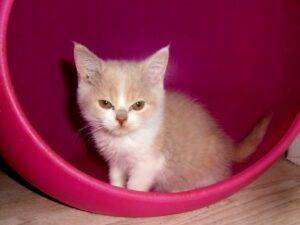 femelle british shorthair fawn tortie et blanc - DISPONIBLE