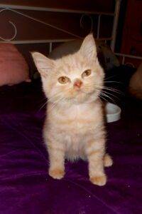 Ulysse - mâle british shorthair crème - DISPONIBLE