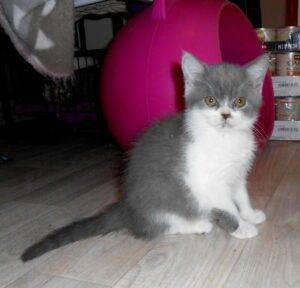 femelle british shorthair bleu et blanc - EN OPTION