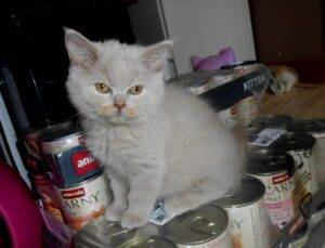 Udivine - femelle british shorthair fawn - DISPONIBLE