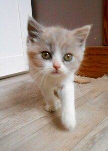 femelle british shorthair lilas tortie et blanc - DISPONIBLE