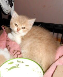 femelle british shorthair lilas tabby et blanc - DISPONIBLE