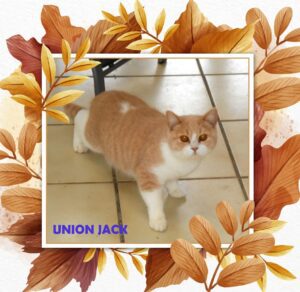 Union Jack, mâle British shorthair crème tabby et blanc - DISPONIBLE