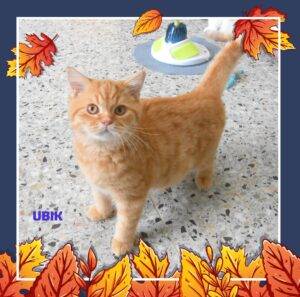 Ubik - mâle british shorthair red gollden tabby - DISPONIBLE