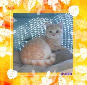 Usher - mâle british shorthair crème tabby - DISPONIBLE