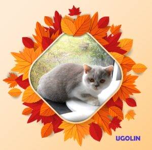 Ugolin - mâle british shorthair lilas et blanc - DISPONIBLE