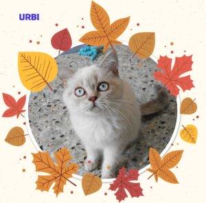Urbi - mâle british shorthair blue silver tabby point - DISPONIBLE