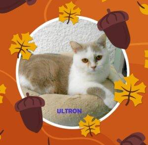 ULTRON, mâle British shorthair fawn et blanc - DISPONIBLE