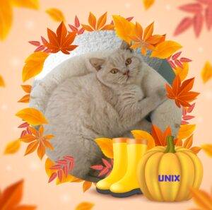 Unix - mâle british shorthair fawn smoke - DISPONIBLE
