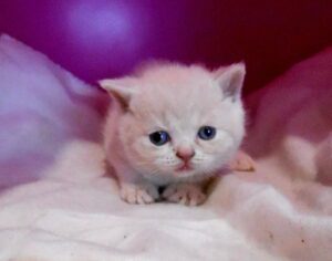 Abricot