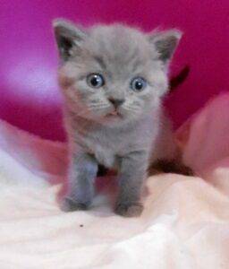 Aladin