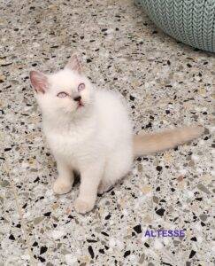 Altesse